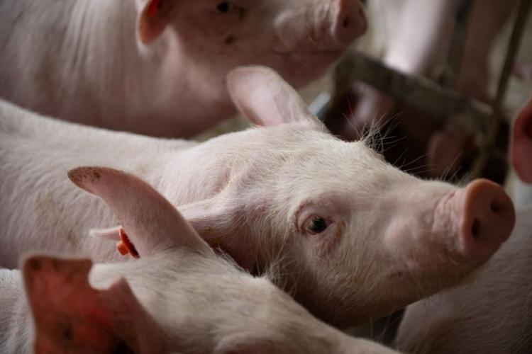 Novo status sanitário amplia credibilidade da suinocultura e impulsiona abates e exportações