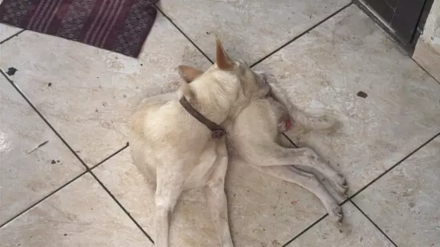 Cadela em situação de maus-tratos é resgatada após denúncia de vizinho