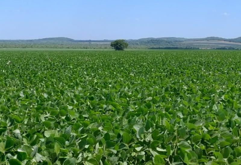 Prazo para cadastro de áreas de soja termina no sábado em Mato Grosso do Sul
