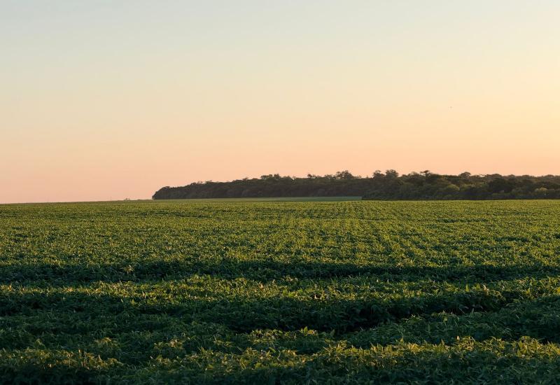 MS ganha destaque internacional com agricultura regenerativa tropical
