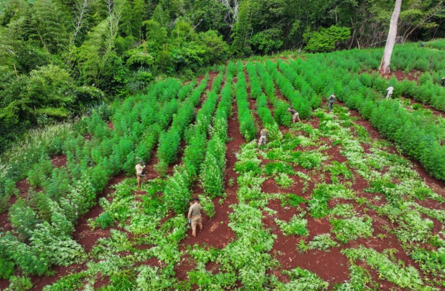 Produtores de maconha investem na mecanização das lavouras na fronteira. SENAD destrói 60 hectares da droga