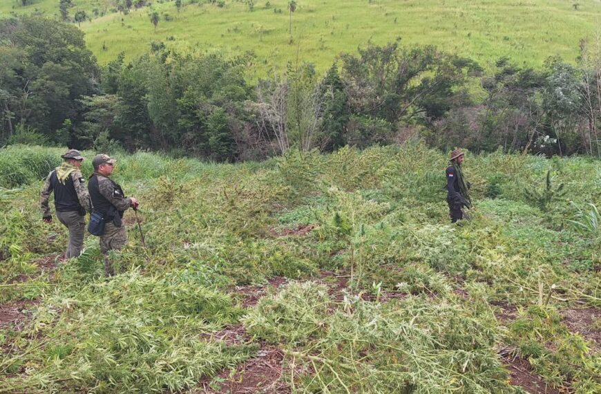 SENAD destrói 18 toneladas de maconha em propriedade rural de Bella Vista Norte