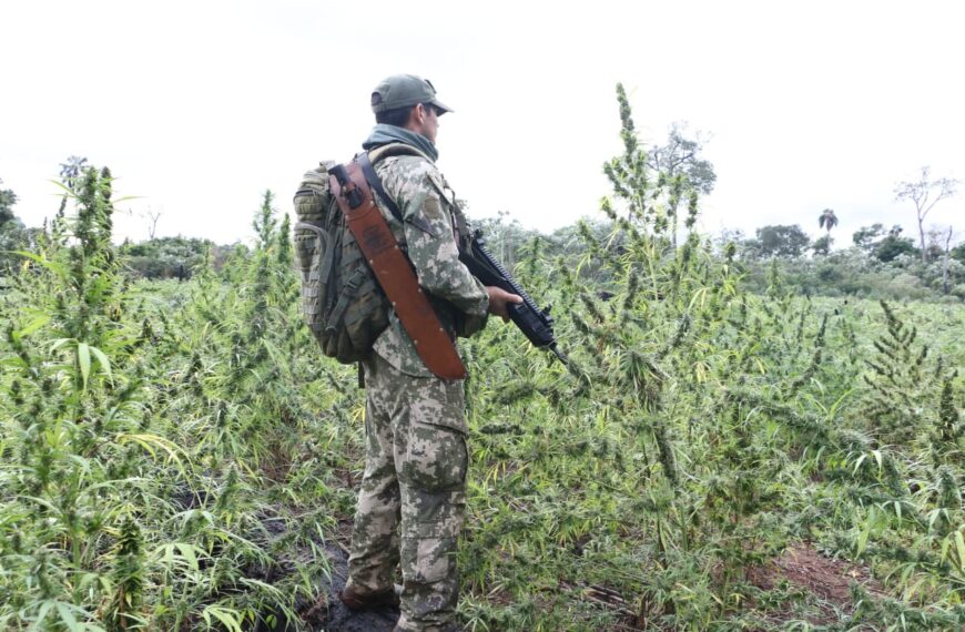Operação conjunta entre Paraguai e Brasil destrói quase 300 toneladas de maconha