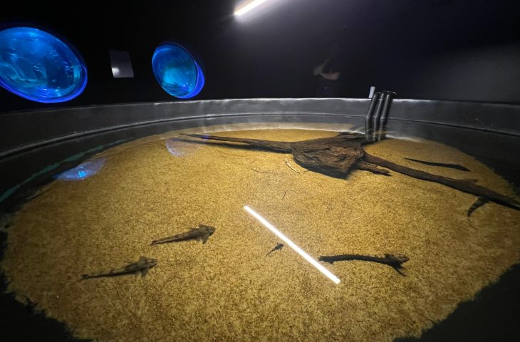 Bioparque Pantanal resgata peixes afetados pela decoada e fortalece pesquisas científicas