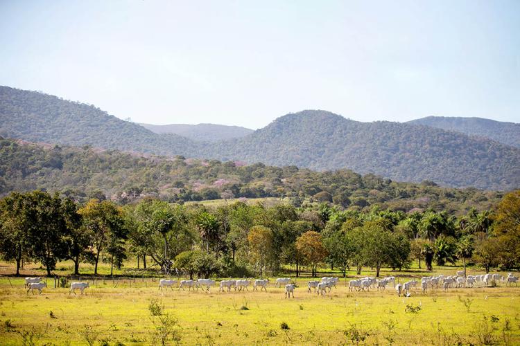 Prazo para adesão ao PSA Conservação é prorrogado em Mato Grosso do Sul
