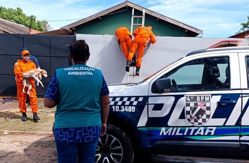 Cães vítimas de maus-tratos e abandono são resgatados em Ponta Porã