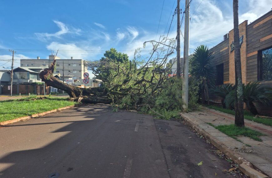 Árvore gigante despenca e bloqueia rua em Dourados