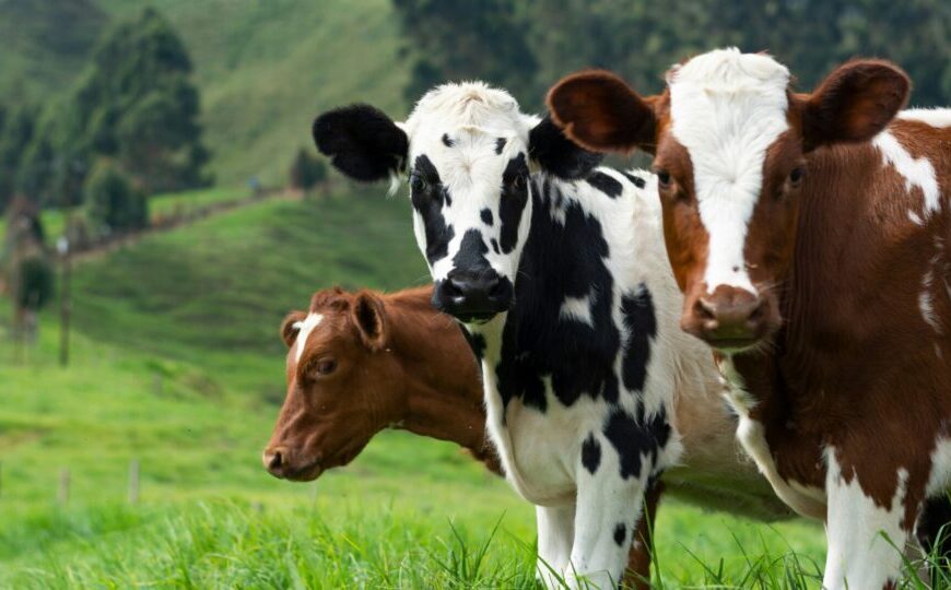 A crise da carne nos EUA pode abrir uma oportunidade maior para o Brasil